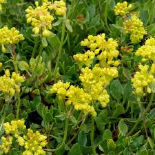 Image result for Cycnium recurvum