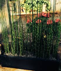 Schachtelhalm im garten lässt sich kaum wirksam und dauerhaft bekämpfen. Equisetum Hyemale Var Robustum Riesenschachtelhalm