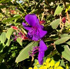 Image result for Buchnerodendron