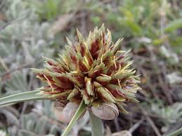 Image result for Cyperus sp. (ex Mariscus sp.no.1)