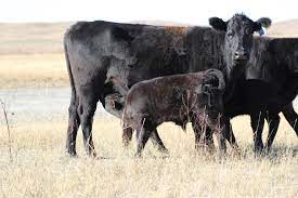 General Management Considerations To Increase The Proportion Of Early Calving Heifers And Cows Unl Beef