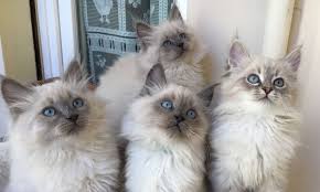 Allevamento gatti siberiani neva masquerade. Vendesi Cuccioli Gatto Siberiano Neva Masquerade