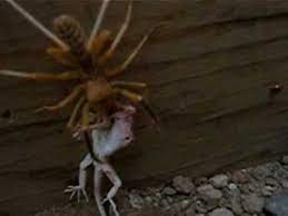 According to urban legend, camel spiders are particularly frightening spiders that jump up, grab a camel's belly, inject them with a numbing venom, and eat chunks from their bodies. Camel Spider Eating A Lizard In Afghanistan Youtube