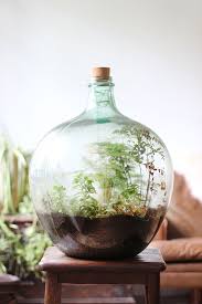 How To Plant Up A Closed Carboy Bottle Terrarium Growing Spaces Bottle Garden Plant In Glass Plants In Bottles
