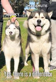 Malamute puppies for sale, birmingham, michigan. Cebu Alaskan Malamute Pack A K A Our Camp Home Facebook