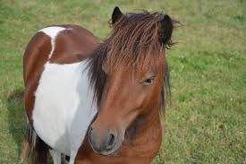 Despite her laidback attitude, she takes racing very seriously. Shetland Pony Small Horse Portrait Mane Toupet Brown Color Brown White Pony Promenade Horseback Riding Nice Nature Pikist