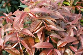 Flowering shrubs perhaps the most popular in the shrub family, flowering varieties grace landscapes across the country. Best Shrubs For Shade Zone 7 Derrickandmelisa