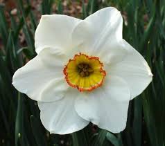 Narcissus Flower Tattoo Narcissus Flower December Birth Flower Narcissus Flower Tattoos Narcissus Flower December Flower Tattoo
