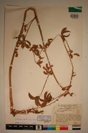 Image result for Dioscorea quartiniana