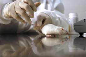 Why Are Mice Used In Testing For Human Diseases Animal Experiments Medical Tv Shows Animals