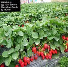 In the center of the city (puerta del sol) there is a statue of a bear eating the fruit of the madroño tree. Bonsai Strawberry Tree Fruit Seeds Delicious And Edible 50 Seeds Buy Online At Best Prices In Bangladesh Daraz Com Bd