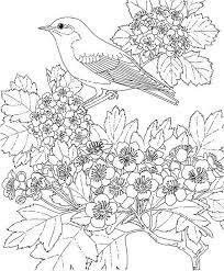 British wildlife mindfulness colouring sheets. Unique Spring Easter Holiday Adult Coloring Pages Designs Family Holiday Net Guide To Family Holidays On The Internet