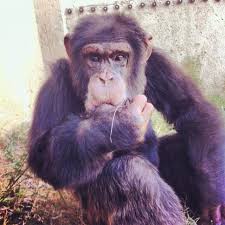 My Favorite Chimp Cozy At Chimp Eden Near Nelspruit South Africa Zoo Animals Great Ape Chimp
