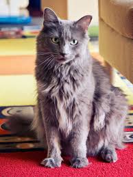 And while, it's true that. Russian Cat Family Cat Breeds Guide Pet Advisor