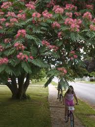 Mid2mod Mid Century Landscaping Mimosa Tree Flowering Trees Mimosa Tree Mid Century Landscaping