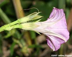 Image result for Ipomoea venosa