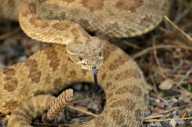 Maybe you would like to learn more about one of these? Here S A List Of Venomous Snakes You Can Find In Illinois