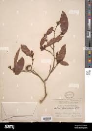 Image result for Brackenridgea