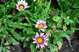 Image result for foto Gazánie