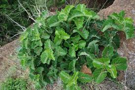 Image result for Ficus abutilifolia