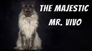 Find images of maine coon. Mr Vivo The Most Majestic Maine Coon Cat In The World Youtube