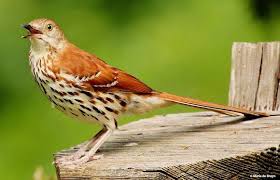Birds Native To Georgia Usa Brown Thrasher Toxostoma Rufum North Carolina Usa Brown Thrasher State Birds Birds Of Georgia