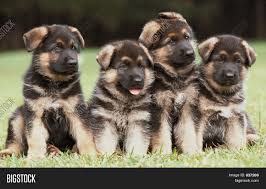 German shepherd puppies for sale in new yorkselect a breed. Four German Shepherd Image Photo Free Trial Bigstock