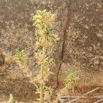 Image result for Leucas neuflizeana