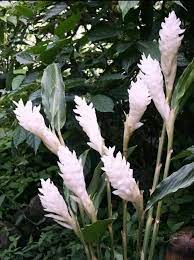 Huge Sale White Ginger 1 Plant Purest Live Fresh And Easy Tho Grow In 2021 Ginger Flower Ginger Plant Flower Ginger Plant