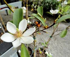 Image result for Mechowia grandiflora