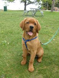 Pin By Thom On To Gift To Buy Or To Dream Red Labrador Lab Dogs Lab Puppies