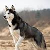 We are in the process of setting up a new website for adopt a husky so bare with us as we bring you more info. 1