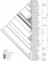 Image result for Burmannia madagascariensis