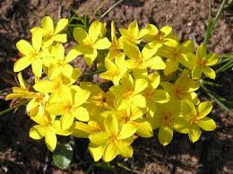 Image result for Sebaea