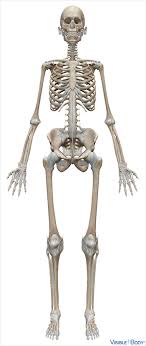 The skull is a bony structure that supports the face and forms a protective cavity for the brain. Glossary Of The Skeletal System Learn Skeletal Anatomy