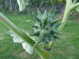 Image result for Datura stramonium