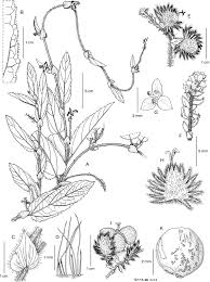 Image result for Tragia adenanthera