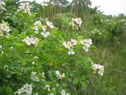 Image result for Embelia multiflora