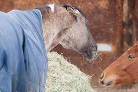 Food Aggressive Behavior In Horses Horse Illustrated Magazine