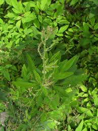 Image result for Desmodium tortuosum