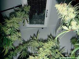 Check spelling or type a new query. Led Grow Light Review May 2013 Pro Grow 550 Journal With Pictures Grow Weed Easy