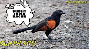 Berisi suara burun anis, branjangan, ciblek, cucak ijo, cendet, kacer, kolibri, murai batu, lovebird, pleci, sirtu, trucukan dll. Burung Bubut Jawa Gacor Mp3 Youtube