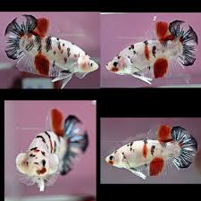 Koi Hmpk Male Tropical Fish Aquarium Tropical Fish Betta Fish