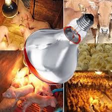 250w Eight Animal Husbandry Thickening Heat Lamp Breeding Hea`ting Bulb  Hea`ting · For the Lovely | Daraz.pk
