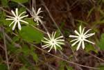 Image result for Jasminum stenolobum