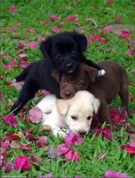 Black And White Labrador Puppy I D Like The Black One Or Brown Or White No The Black Is Good Wait Maybe Cute Animals Yellow Lab Puppies Cute Baby Animals