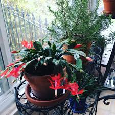 Most people enjoy the christmas. Secrets On How You Can Rebloom Your Christmas Cactus