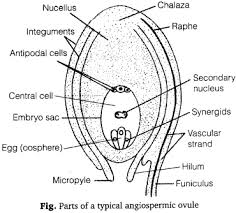 Pin On A Level Biology
