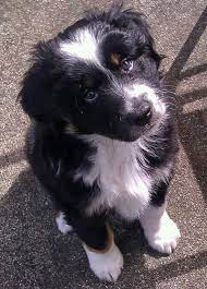 hi my name is luke i am a 7 week old mini aussie and i live in oregon with my mommy and daddy i also have 2 feline friends hundebabys wolfshund welpen hunde