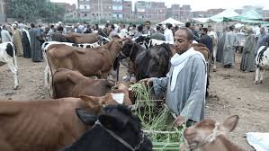 Islamisches opferfest in marokko 2021, 2022, 2023. Opferfest 2021 Islam Bedeutung Wunsche Wie Lange Geht Das Opferfest Sudwest Presse Online